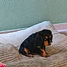 Bounty a rejoint le concours — aidez-le/la à gagner de superbes lots ! dog, puppy, black_dog, tan_markings, pet, indoor, cushion, bed, resting, small_dog, quiet, floor, green_wall, cozy, animal, companion, cute, calm, home, relaxed