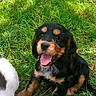puppy, dog, grass, outdoor, black, tan, happy, sitting, pet, canine, cute, animal, young, playful, nature, fur, tongue, mouth_open, summer, daylight