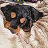 Bounty participe au concours pour gagner de l'argent avec cette photo : dog, sleeping, blanket, cozy, indoor, fur, pet, resting, black, tan, couch, relaxation, home, soft, closeup, animal, comfort, pillow, fur_texture, nap
