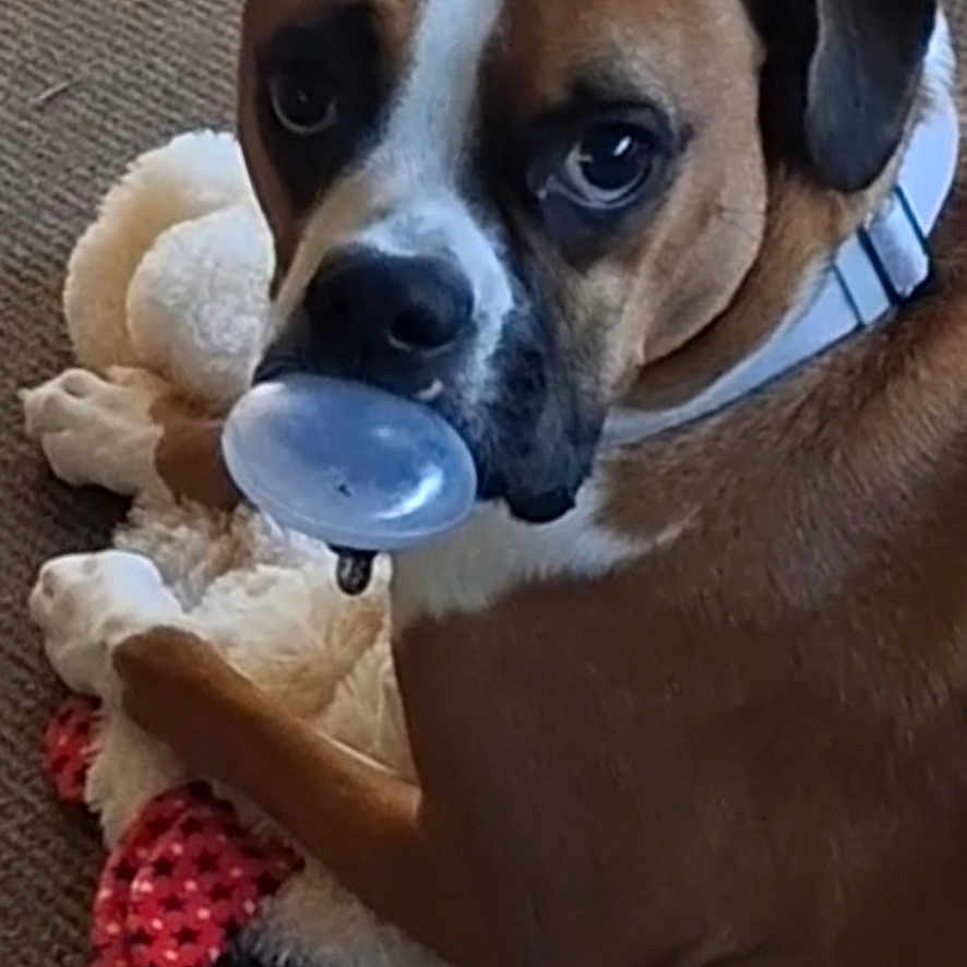 Lilly joined the competition — help win amazing prizes! dog, boxer, pet, animal, brown_fur, white_markings, black_mask, floppy_ears, blue_collar, pacifier, plush_toy, stuffed_animal, toy, indoors, carpet, lying_down, sitting, close_up, funny, portrait
