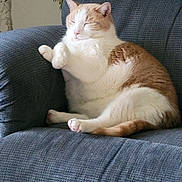 Jack is registered to the contest to win money with this photo: cat, feline, pet, animal, indoor, armchair, blue, furniture, relaxed, sleeping, cute, fluffy, paw, whiskers, domestic, cozy, resting, mammal, comfort, home