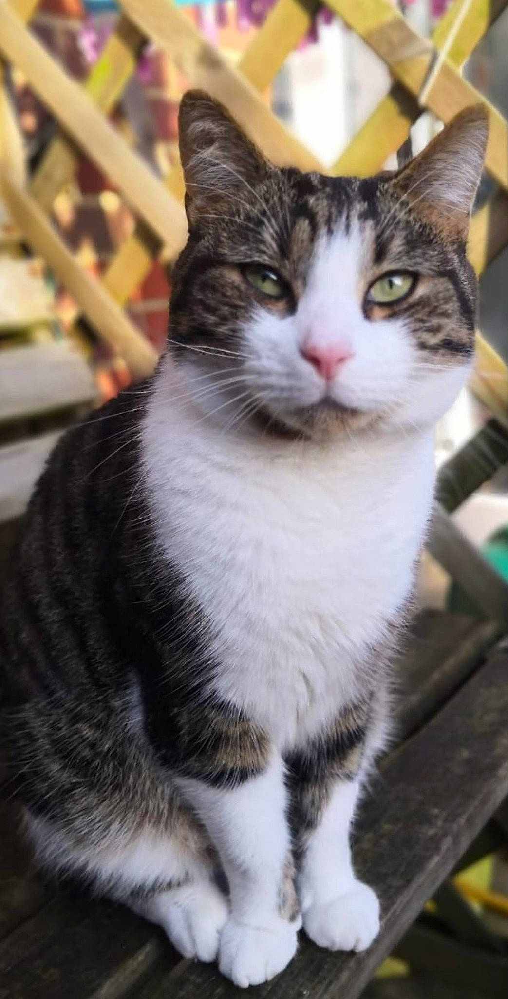 Buddy Boy joined the competition — help win amazing prizes! aegean_cat, american_shorthair, american_wirehair, asian, carnivore, cat, domestic_short_haired_cat, european_shorthair, felidae, kitten, mammal, polydactyl_cat, small_to_medium_sized_cats, snout, tabby_cat, whiskers