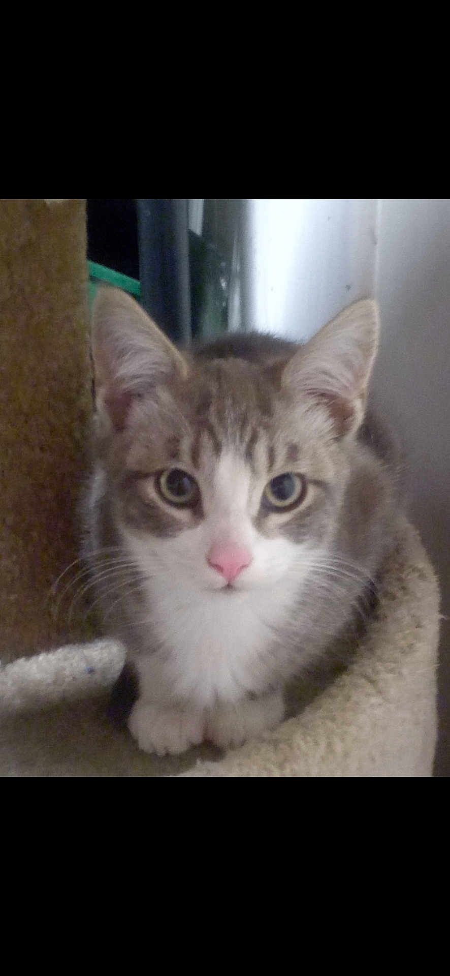 Sage is registered to the contest to win money with this photo: cat, tabby, pet, animal, feline, cute, whiskers, ears, nose, eyes, indoor, cozy, cat_tree, fur, mammal, portrait, looking, closeup, domestic_cat, resting