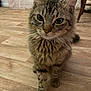 cat, tabby_cat, pet, feline, indoor, wooden_floor, curious, fur, whiskers, ears, animal, mammal, cute, close_up, young_cat, domestic_cat, standing, flooring, home, cozy