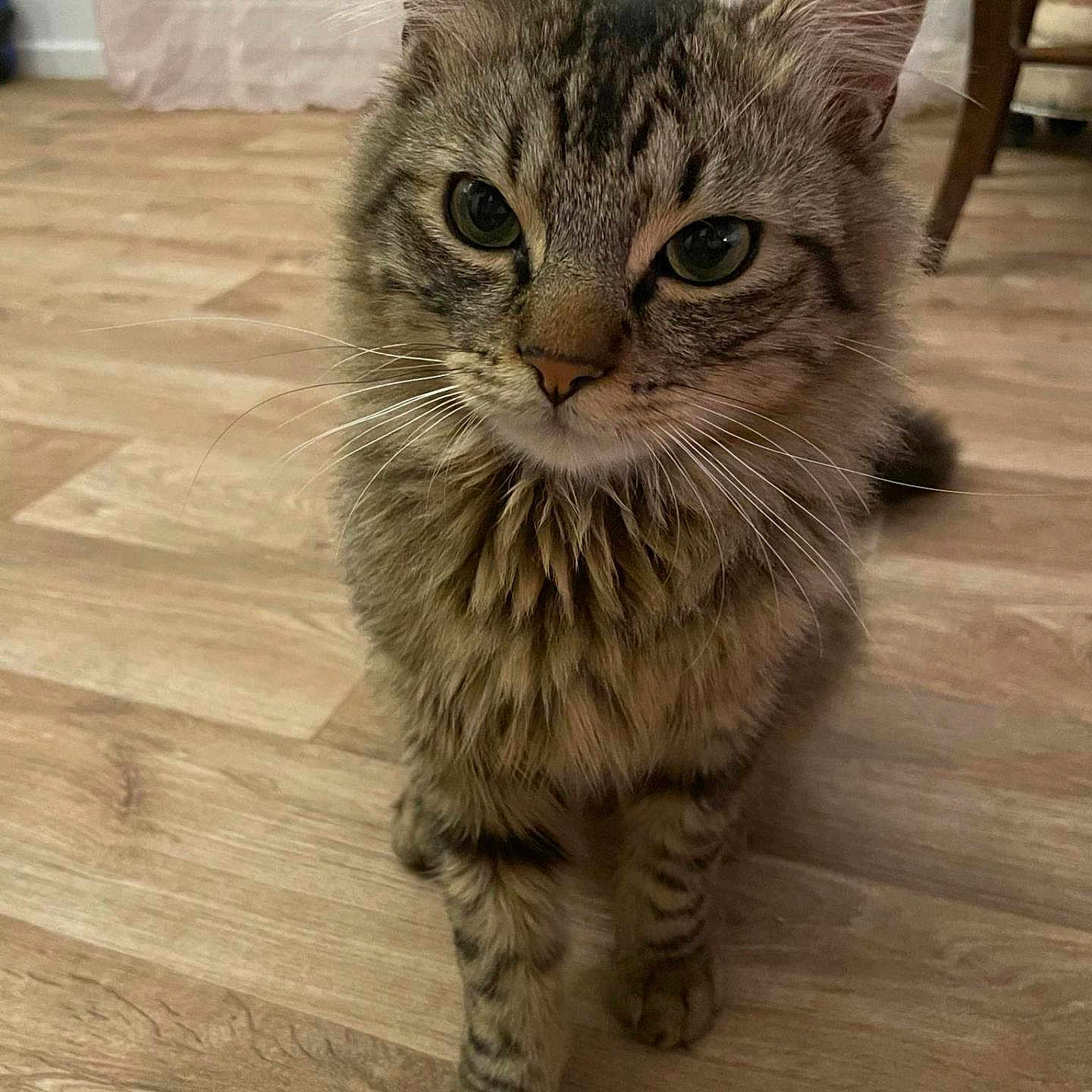 Simba participe au concours pour gagner de l'argent avec cette photo : animal, cat, close_up, cozy, curious, cute, domestic_cat, ears, feline, flooring, fur, home, indoor, mammal, pet, standing, tabby_cat, whiskers, wooden_floor, young_cat