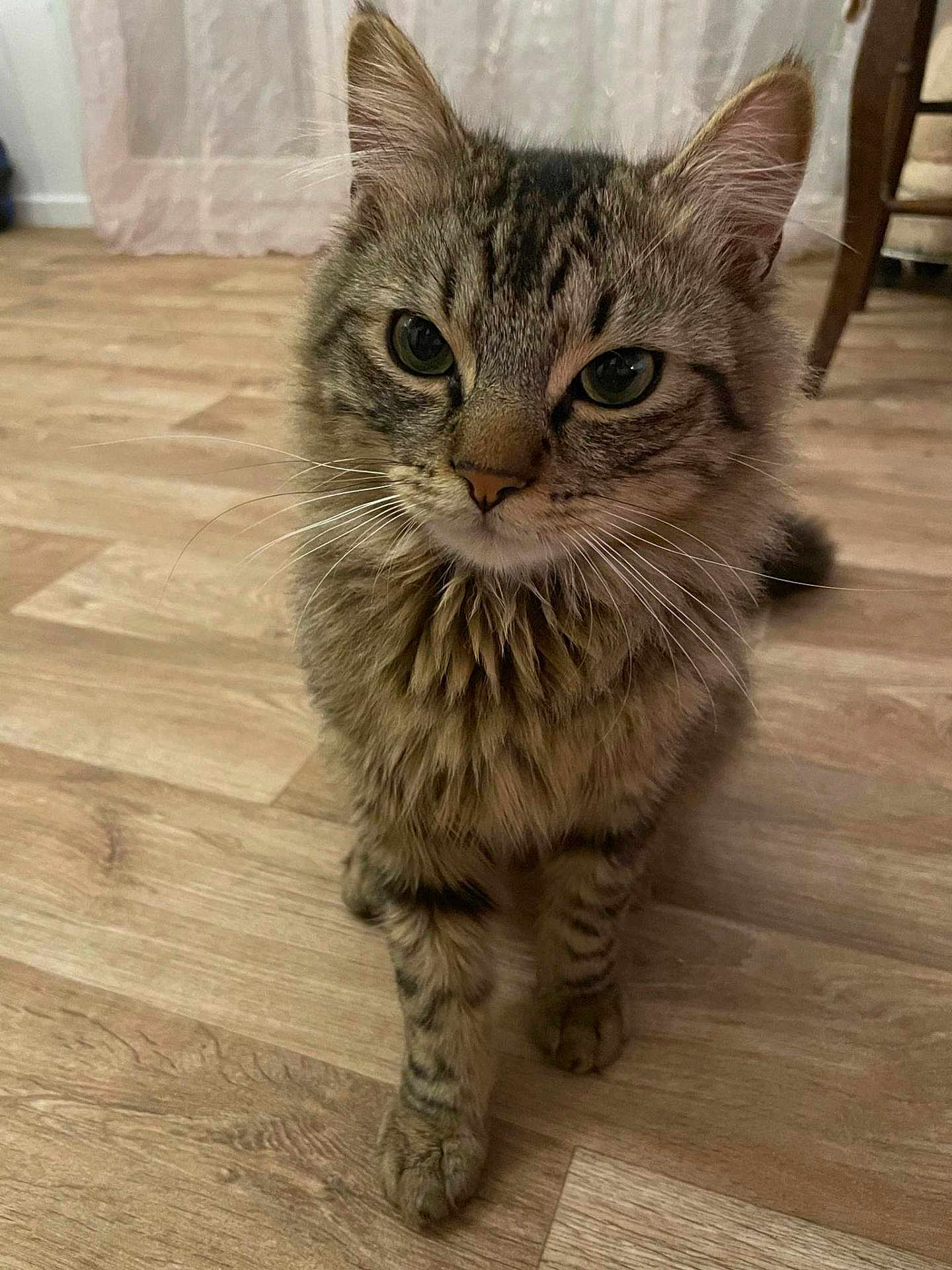 Simba participe au concours pour gagner de l'argent avec cette photo : cat, tabby_cat, pet, feline, indoor, wooden_floor, curious, fur, whiskers, ears, animal, mammal, cute, close_up, young_cat, domestic_cat, standing, flooring, home, cozy