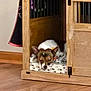 Bryndal is registered to the contest to win money with this photo: dog, sleeping, wooden_crate, pet_bed, indoor, floor, paw_print, resting, cozy, furniture, brown, white, ears, quiet, home, canine, crate_door, blanket, relaxing, animal