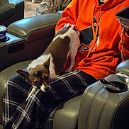 Bryndal joined the competition — help win amazing prizes! blanket, bowl, brown_white_fur, choker, cozy, cup, dog, glasses, hardwood_floor, lap, living_room, orange_hoodie, person, pet_on_lap, phone_or_tablet, plaid_pants, recliner, side_eye, small_dog, spoon