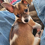 Bryndal joined the competition — help win amazing prizes! puppy, dog, pet, cute, lap, denim, jeans, indoors, brown, white, fur, ears, eyes, cozy, resting, animal, small, young, companion, relaxing