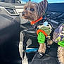 Seven is registered to the contest to win money with this photo: dog, small_dog, camouflage, jacket, clothing, car_interior, car_seat, window, sunlight, pet, animal, alert, curious, fur, leash, tag, side_mirror, seat, shadow, indoor