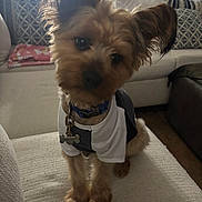 Seven joined the competition — help win amazing prizes! dog, small_dog, pet, indoor, couch, shirt, fur, ear, living_room, pillow, window, cute, sitting, animal, collar, tag, cozy, furniture, home, domestic