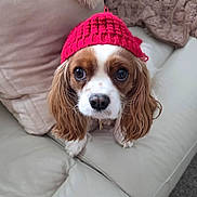Oakley joined the competition — help win amazing prizes! dog, cavalier_king_charles_spaniel, red_hat, knit_hat, pet, cute, indoors, sofa, couch, fur, ears, brown_and_white, looking_up, portrait, companion, cozy, domestic_animal, animal, face, close_up