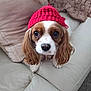 dog, cavalier_king_charles_spaniel, red_hat, knit_hat, pet, cute, indoors, sofa, couch, fur, ears, brown_and_white, looking_up, portrait, companion, cozy, domestic_animal, animal, face, close_up