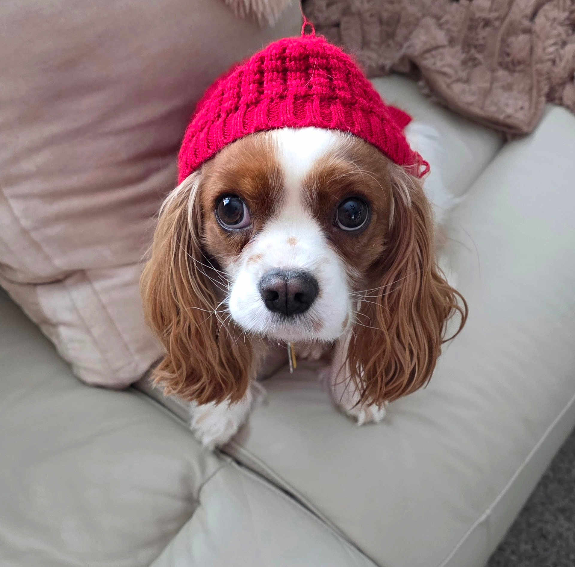 Oakley joined the competition — help win amazing prizes! dog, cavalier_king_charles_spaniel, red_hat, knit_hat, pet, cute, indoors, sofa, couch, fur, ears, brown_and_white, looking_up, portrait, companion, cozy, domestic_animal, animal, face, close_up