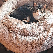 Frankie is registered to the contest to win money with this photo: animal, blanket, cat, comfort, couch, cozy, cute, domestic_cat, feline, fluffy, fur, home, indoor, pet_bed, relaxed, resting, sleeping_area, soft_texture, tabby, warm