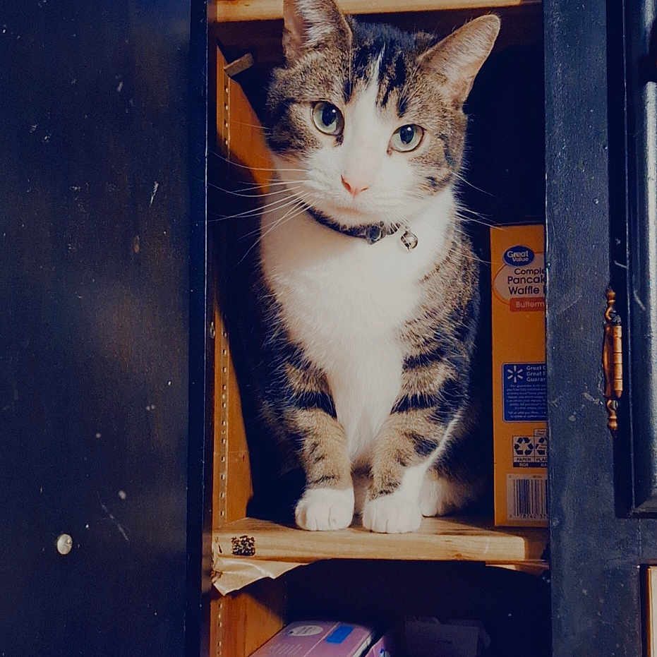 Frankie joined the competition — help win amazing prizes! animal, boxes, cabinet, cat, collar, curious, cute, domestic, door, feline, food_packaging, indoor, kitchen, looking, pet, shelf, storage, tabby, white_paws, wood