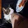 Frankie is registered to the contest to win money with this photo: animal, arm, black_clothing, casual, cat, closeup, curious, feline, food, human_arm, indoor, paper_plate, pet, pizza, relaxed, resting, tabby, tattoo, tattoos, wood_floor