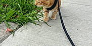 Kyo joined the competition — help win amazing prizes! animal, cat, curious, daytime, domestic_cat, exploring, ginger_cat, grass, greenery, leash, nature, outdoor, pet, plant, sidewalk, street, suburban, vehicle, walking, young_cat
