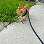 animal, cat, curious, daytime, domestic_cat, exploring, ginger_cat, grass, greenery, leash, nature, outdoor, pet, plant, sidewalk, street, suburban, vehicle, walking, young_cat