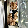 Kyo is registered to the contest to win money with this photo: animal, cat, closeup, curtains, cute, domestic_cat, feline, ghost_lights, ginger_cat, harness, home, indoor, orange_fur, paws, pet, reflection, sitting, whiskers, window, windowsill