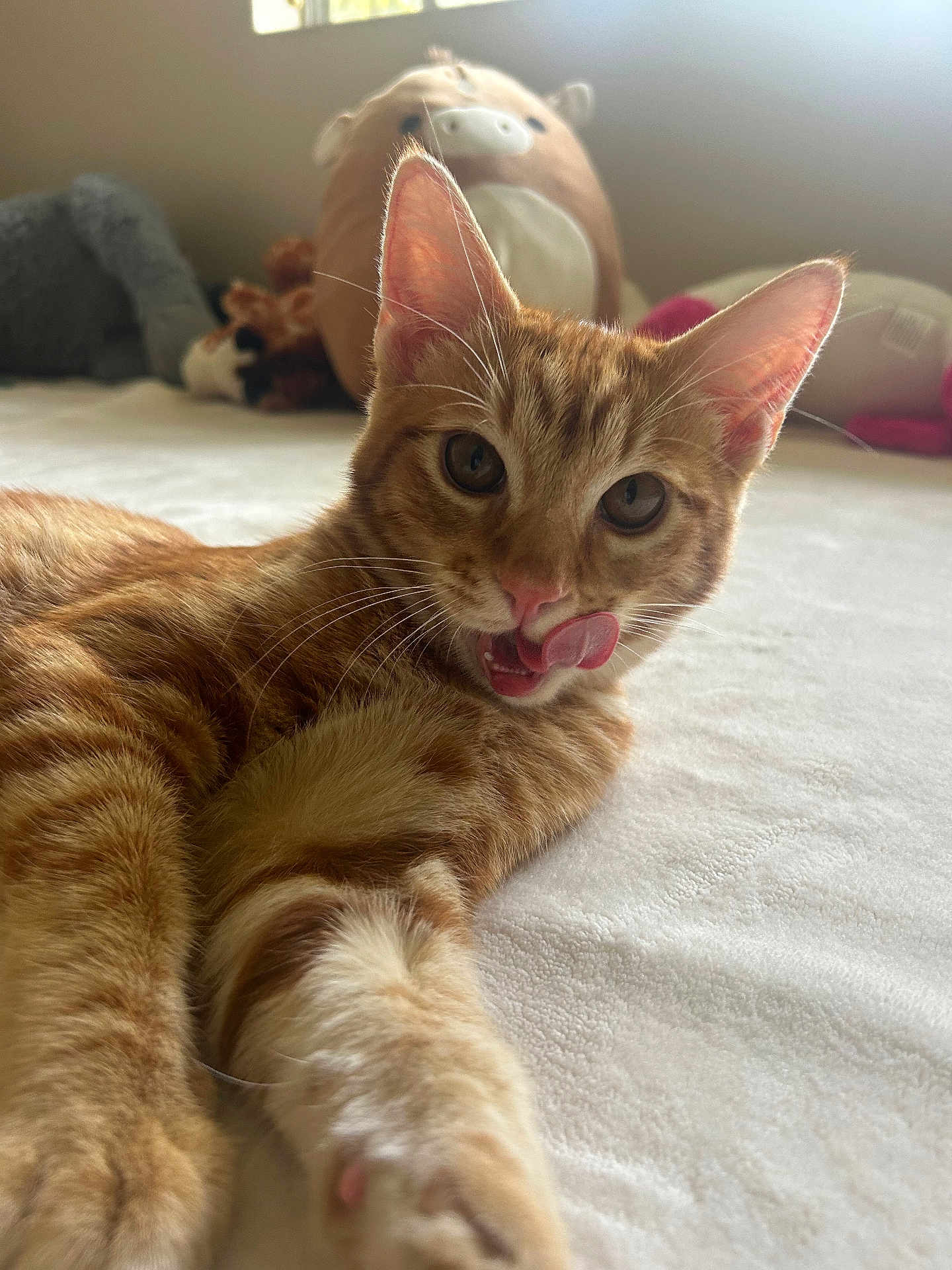 Kyo is registered to the contest to win money with this photo: cat, orange_tabby, licking_lips, playful, soft_toys, plush, bed, window_light, indoor, pet, feline, whiskers, ears, paw, fur, closeup, cute, relaxed, animal, cozy