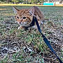 Kyo is registered to the contest to win money with this photo: alert, animal, cat, closeup, curious, daylight, feline, ginger, grass, harness, kitten, leash, mammal, nature, outdoor, park, pet, playful, small, young