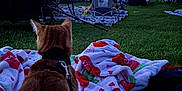 Kyo is registered to the contest to win money with this photo: cat, blanket, outdoor, movie_night, lawn_chair, grass, evening, screen, people, trees, leash, animal, relaxing, gathering, technology, entertainment, nature, dusk, pet, event