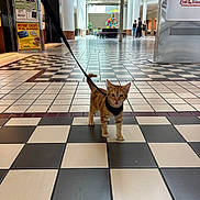 Kyo is registered to the contest to win money with this photo: cat, kitten, orange_tabby, harness, leash, tiled_floor, shopping_mall, indoor, people, walking, decorations, bright, spacious, black_and_white_tiles, animal, pet, curious, young_cat, floor_pattern, commercial_space