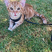 Kyo joined the competition — help win amazing prizes! animal, cat, closeup, curious, cute, daylight, ears, feline, grass, harness, kitten, leash, nature, orange_tabby, outdoor, pet, sitting, tail, whiskers, young