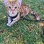 animal, cat, closeup, curious, cute, daylight, ears, feline, grass, harness, kitten, leash, nature, orange_tabby, outdoor, pet, sitting, tail, whiskers, young