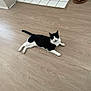 animal, black_and_white, cat, curious, domestic_cat, ears, feline, floor, four_legs, home, indoor, looking, lying_down, pet, relaxed, scratching_post, tail, tile_floor, whiskers, wooden_floor