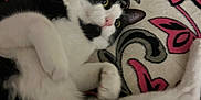 Oreo is registered to the contest to win money with this photo: cat, black_and_white, pet, animal, lying_down, blanket, patterned, curious, indoor, fur, whiskers, ears, paws, relaxed, cozy, home, floor, looking_up, cute, domestic_cat