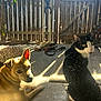 Oreo joined the competition — help win amazing prizes! dog, cat, porch, sunlight, wooden_fence, glass_door, pet, animal, black_and_white_cat, brown_dog, outdoor, curious, sitting, sunny, fence, pets, companions, looking, daylight, house
