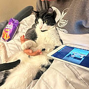 Oreo is registered to the contest to win money with this photo: cat, person, bed, tablet, sweatshirt, black_and_white_cat, hand, indoor, snack_bag, white_bedspread, relaxed_cat, technology, chesshire_cat_print, comfort, pet, holding, feline, casual_clothing, home, resting