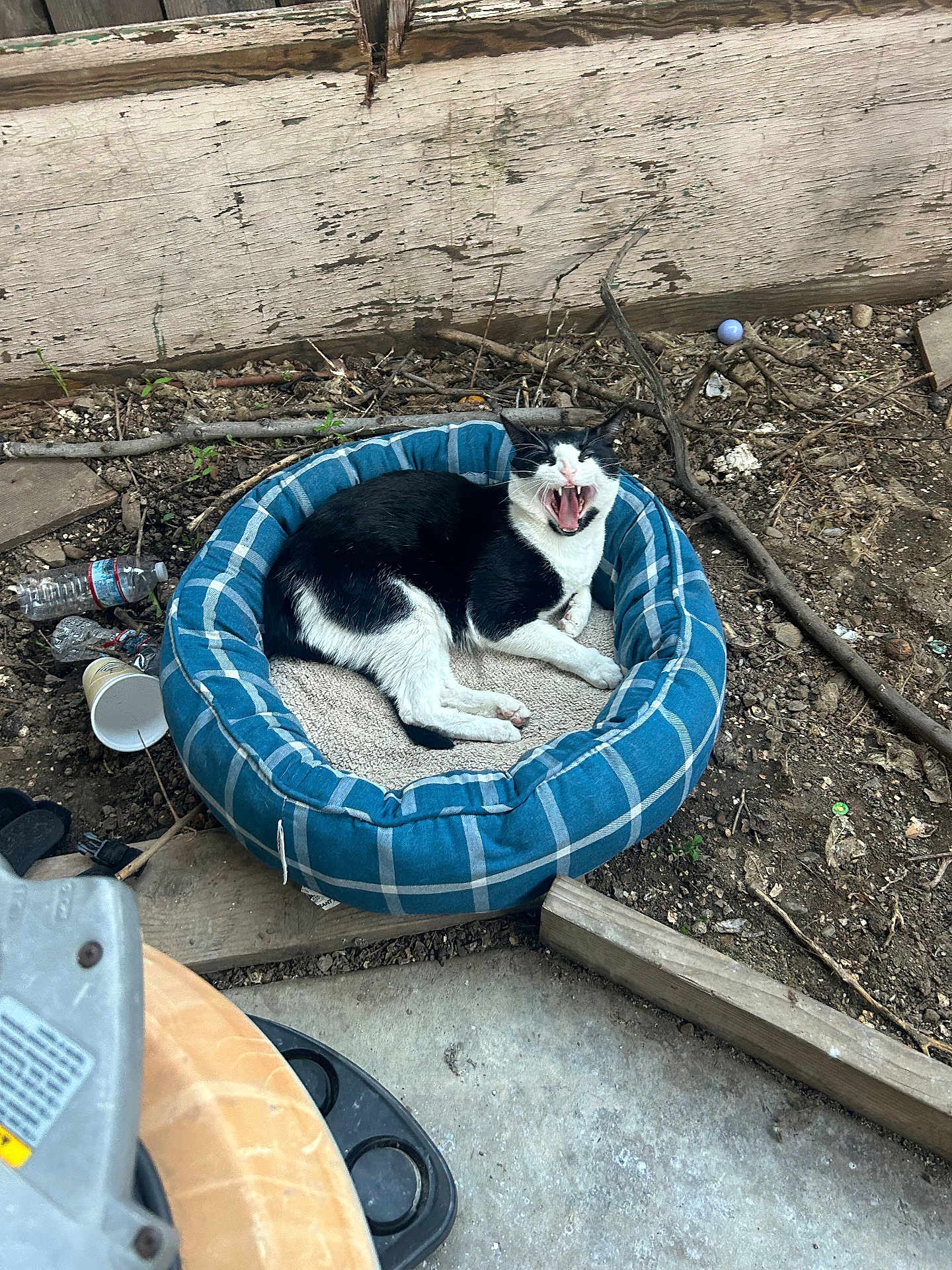 Oreo