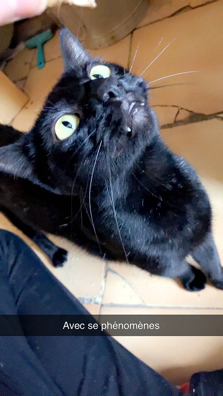 Mimine participe au concours pour gagner de l'argent avec cette photo : black_cat, carnivore, cat, claw, comfort, domestic_short_haired_cat, ear, electric_blue, eye, felidae, fur, head, paw, small_to_medium_sized_cats, snout, tail, whiskers