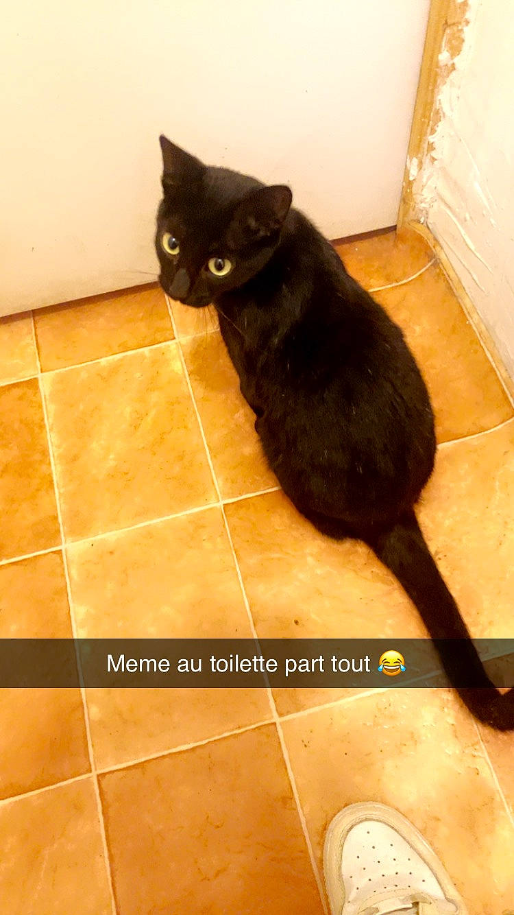 Mimine participe au concours pour gagner de l'argent avec cette photo : black, black_cat, bombay, carnivore, cat, domestic_short_haired_cat, felidae, floor, flooring, fur, hardwood, paw, plumbing, room, small_to_medium_sized_cats, tail, terrestrial_animal, tile_flooring, whiskers, wood