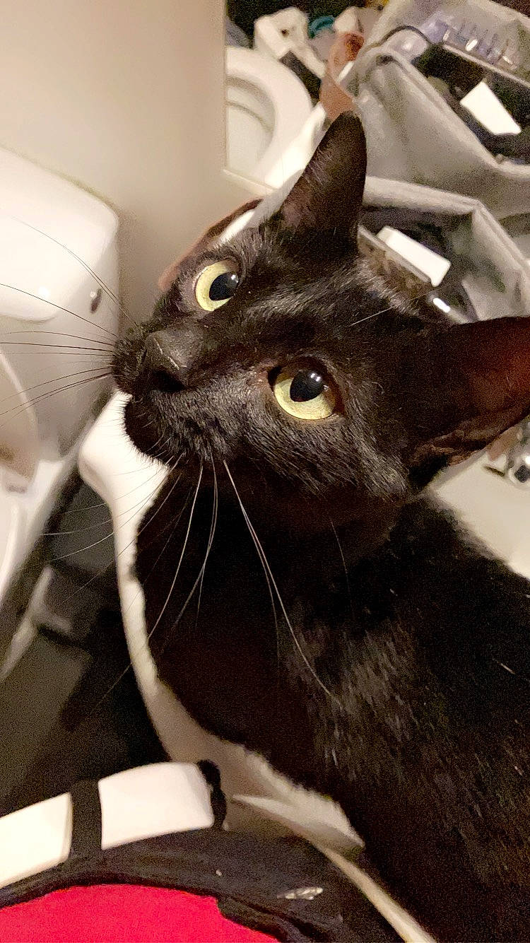 Mimine participe au concours pour gagner de l'argent avec cette photo : black_cat, carnivore, cat, claw, comfort, domestic_short_haired_cat, ear, felidae, fur, havana_brown, small_to_medium_sized_cats, snout, whiskers