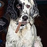 Apache participe au concours pour gagner de l'argent avec cette photo : animal, black_and_white, calm, chew_stick, close_up, collar, dog, ears, face, fur, furniture, indoor, long_ears, looking_at_camera, nostrils, pet, sitting, spotted, tongue, wooden_floor