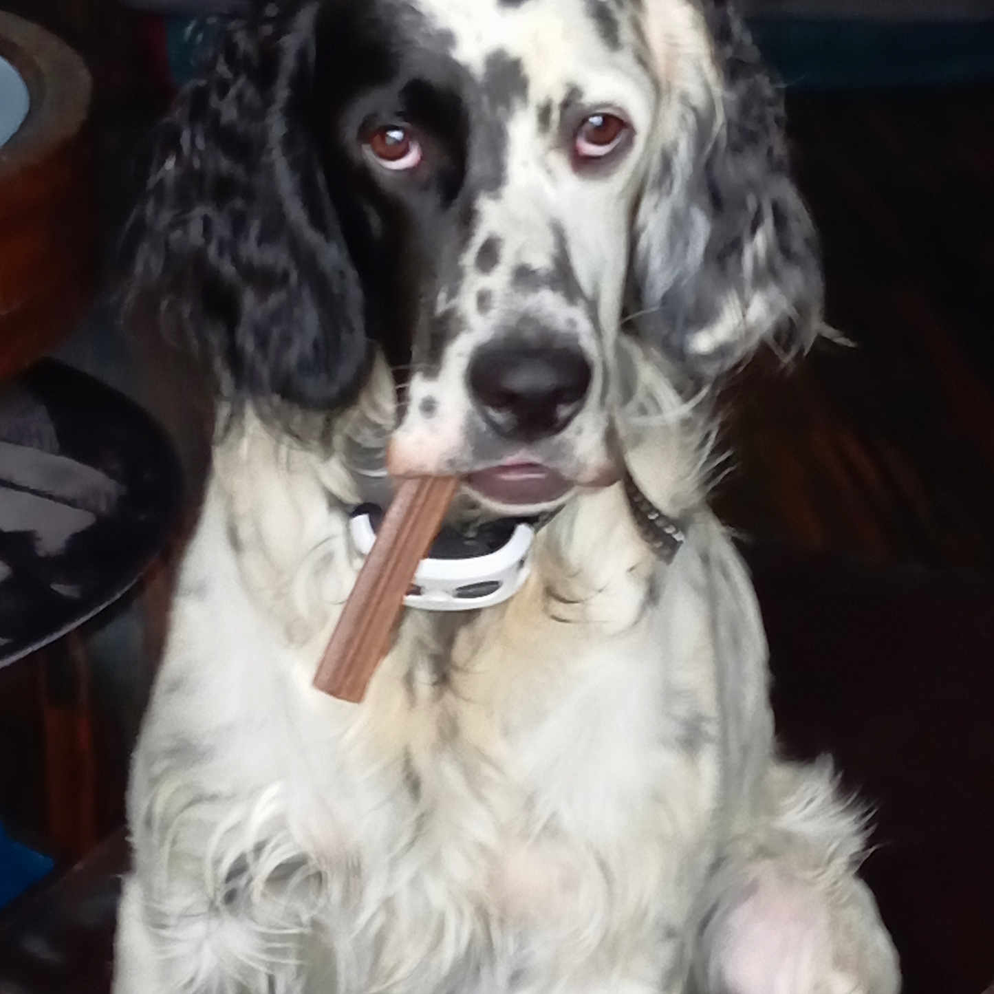 Apache participe au concours pour gagner de l'argent avec cette photo : animal, black_and_white, calm, chew_stick, close_up, collar, dog, ears, face, fur, furniture, indoor, long_ears, looking_at_camera, nostrils, pet, sitting, spotted, tongue, wooden_floor