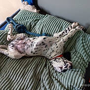 Apache participe au concours pour gagner de l'argent avec cette photo : animal, bed, blanket, collar, comfortable, cozy, daylight, dog, domestic, fur, indoor, paw, pet, quiet, relaxed, resting, sleeping, spot, toy, window