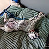 animal, bed, blanket, collar, comfortable, cozy, daylight, dog, domestic, fur, indoor, paw, pet, quiet, relaxed, resting, sleeping, spot, toy, window