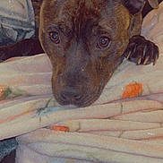 Apollo is registered to the contest to win money with this photo: animal, blanket, brindle, close_up, comfort, couch, cozy, dog, ears, expression, eyes, face, fur, indoor, nose, paw, pet, relaxed, resting, soft