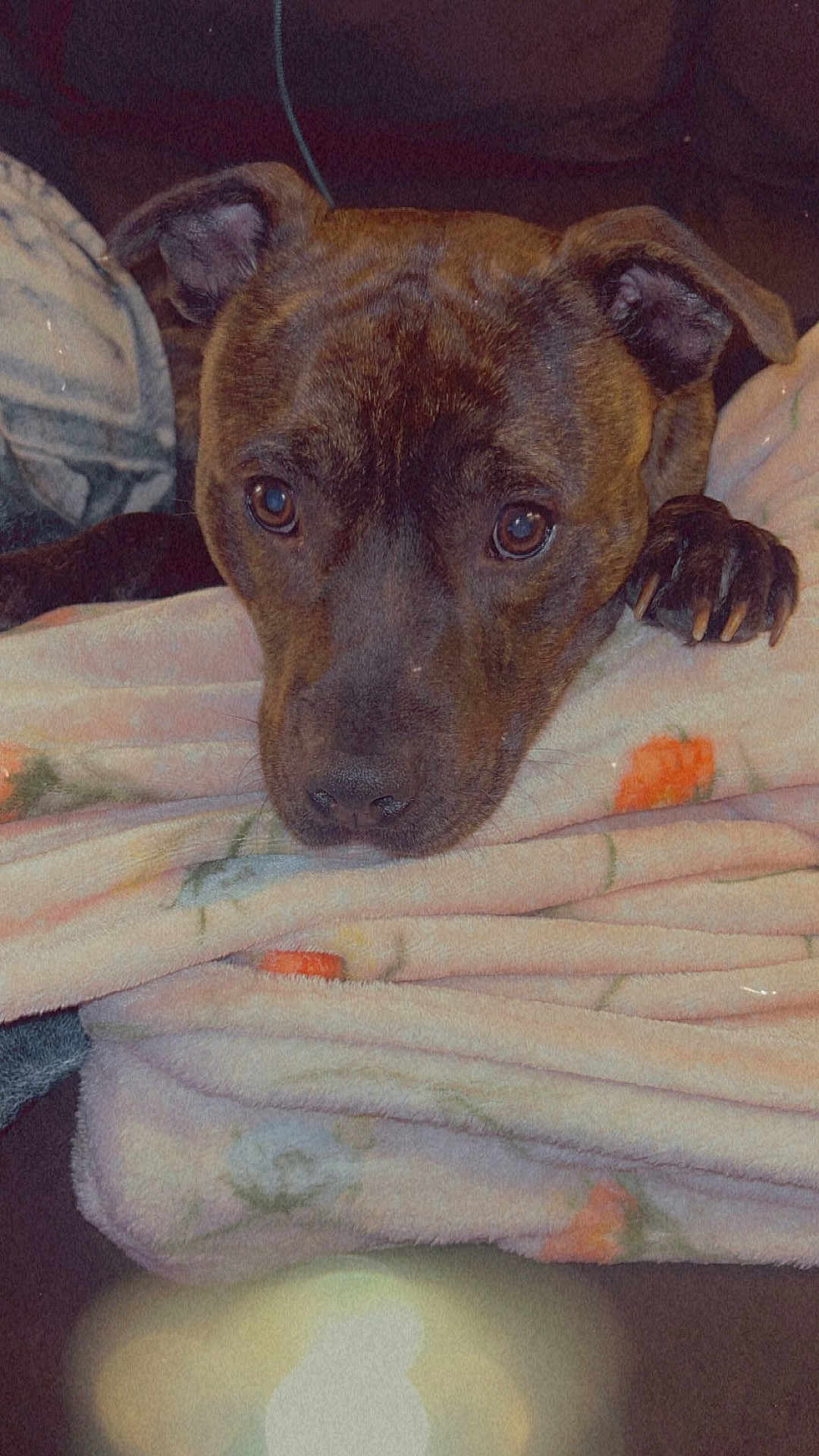 Apollo