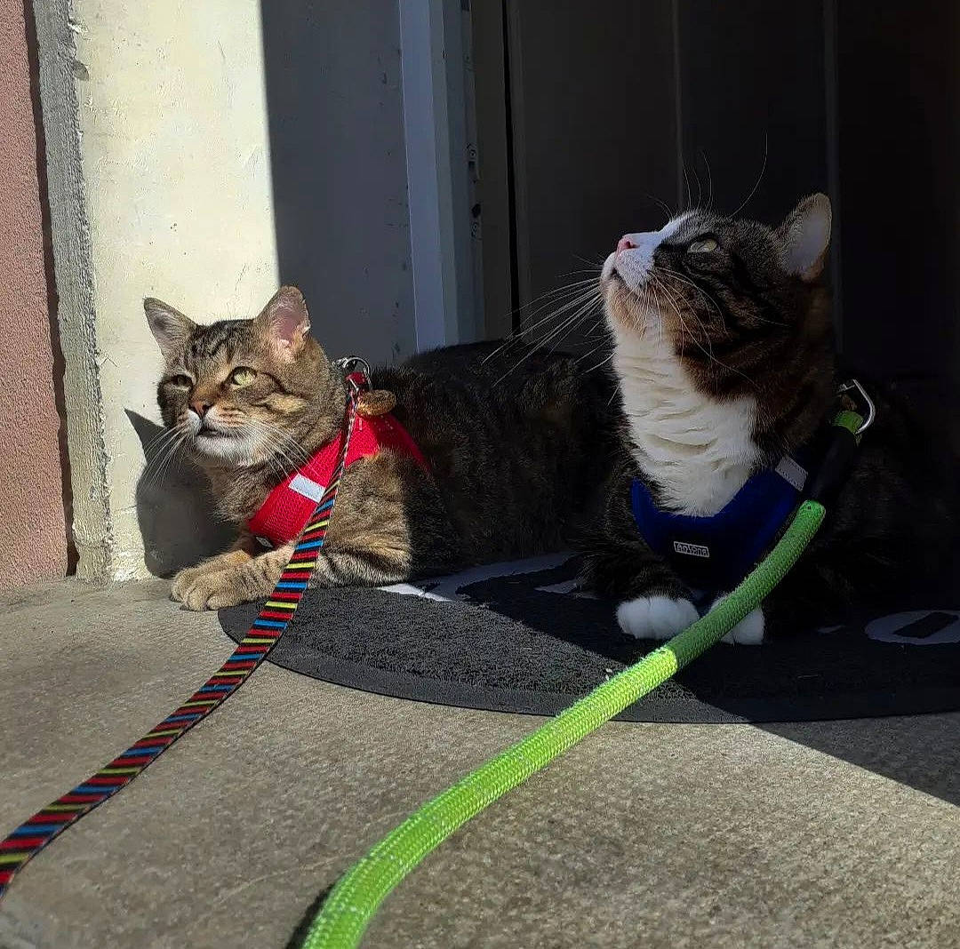 Nino participe au concours pour gagner de l'argent avec cette photo : bag, carnivore, cat, claw, collar, dog_collar, domestic_short_haired_cat, fashion_accessory, felidae, fur, grass, grey, leash, road_surface, sitting, small_to_medium_sized_cats, snout, tail, terrestrial_animal, whiskers