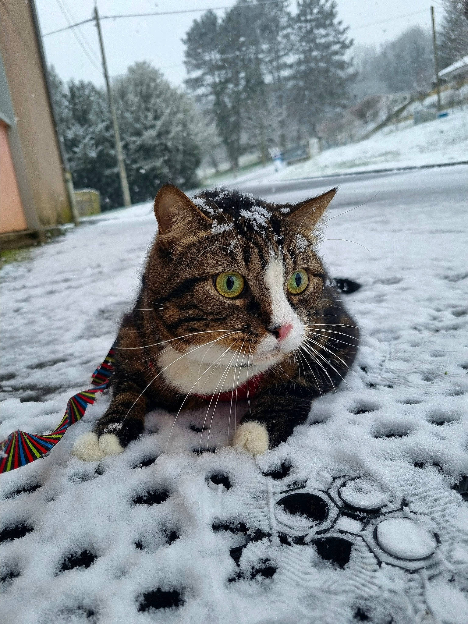 Nino a rejoint le concours — aidez-le/la à gagner de superbes lots ! carnivore, cat, domestic_short_haired_cat, felidae, freezing, fur, grass, monochrome_photography, plant, precipitation, sky, small_to_medium_sized_cats, snout, snow, tail, terrestrial_animal, tree, whiskers, wildlife, winter