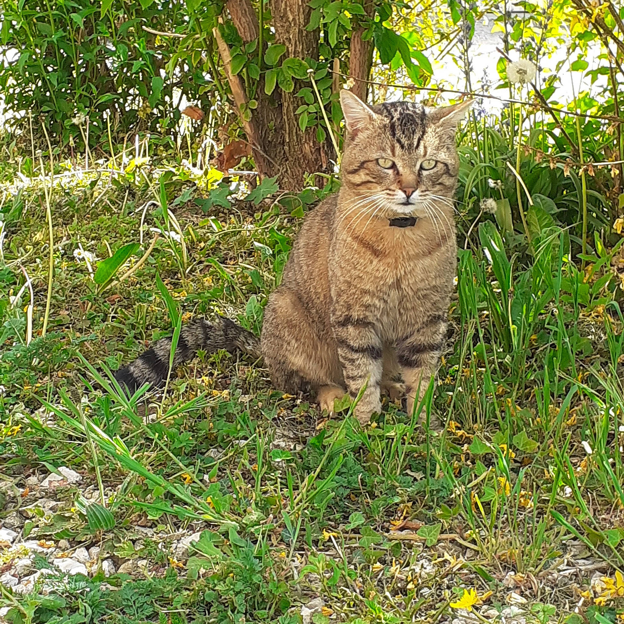 Mistral a rejoint le concours — aidez-le/la à gagner de superbes lots ! carnivore, cat, domestic_short_haired_cat, fawn, felidae, fur, grass, grass_family, groundcover, natural_landscape, plant, shrub, small_to_medium_sized_cats, tail, terrestrial_animal, terrestrial_plant, tree, whiskers, wildlife