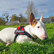 Arca participe au concours pour gagner de l'argent avec cette photo : bull_terrier, dog, grass, harness, outdoor, pet, canine, nature, animal, greenery, sky, clouds, ear, snout, resting, field, house, tree, daylight, muzzle