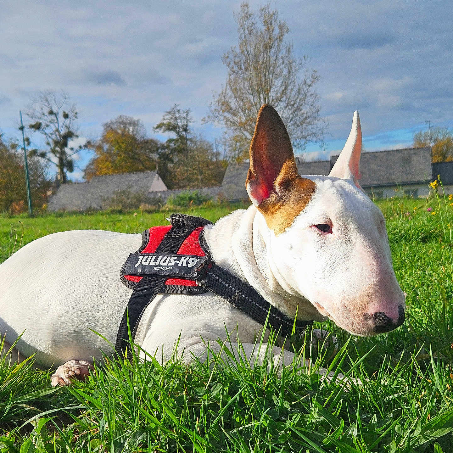 Arca participe au concours pour gagner de l'argent avec cette photo : animal, bull_terrier, canine, clouds, daylight, dog, ear, field, grass, greenery, harness, house, muzzle, nature, outdoor, pet, resting, sky, snout, tree