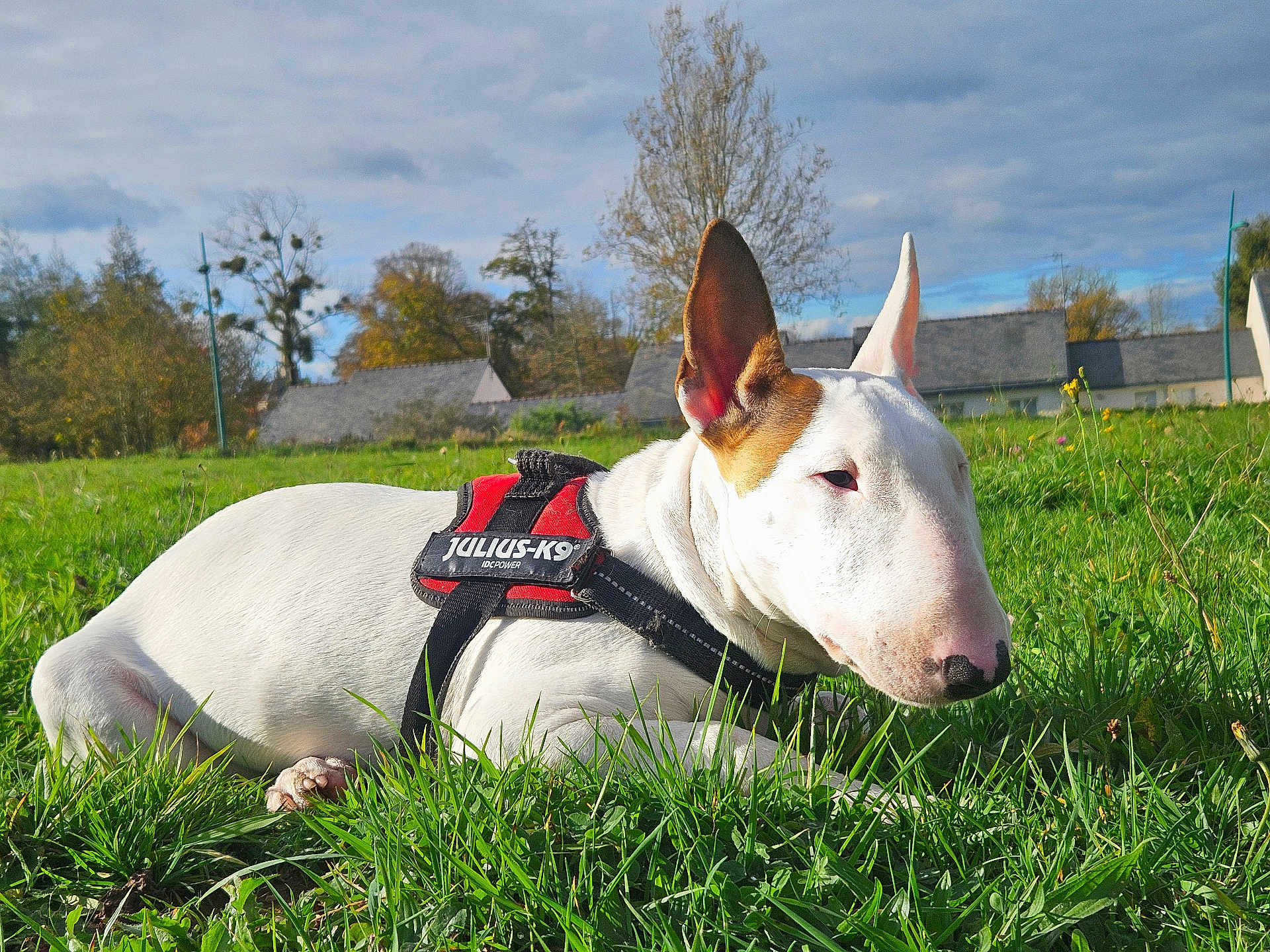 Arca participe au concours pour gagner de l'argent avec cette photo : bull_terrier, dog, grass, harness, outdoor, pet, canine, nature, animal, greenery, sky, clouds, ear, snout, resting, field, house, tree, daylight, muzzle